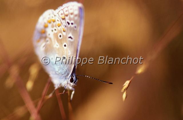 polyommatus icarus.JPG - Polyommatus icarusArgus bleu ou Azuré de la bugraneLepidoptera, LycaenidaeFrance